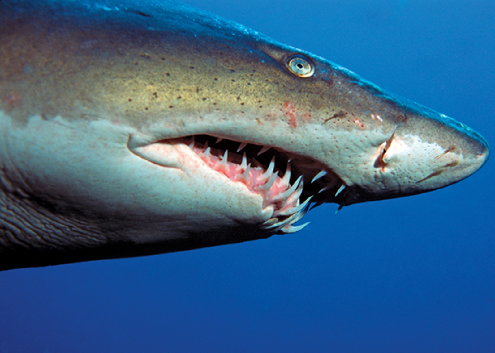 در مورد کوسهها چه میدانید؟ در مورد کوسهها چه میدانید؟