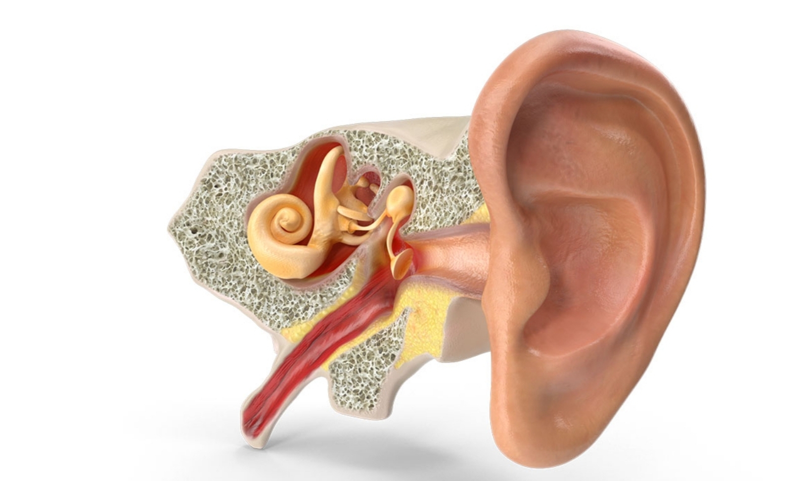 آناتومی گوش و سینوسها آناتومی گوش و سینوسها