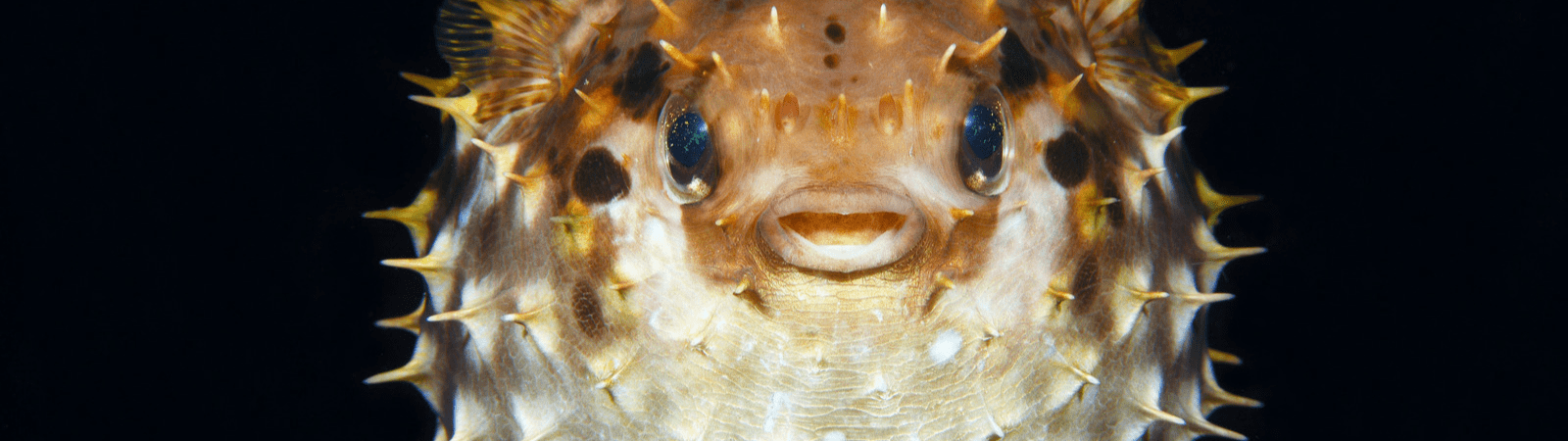 ماهی بادکنکی (PufferFish) ماهی بادکنکی (PufferFish)