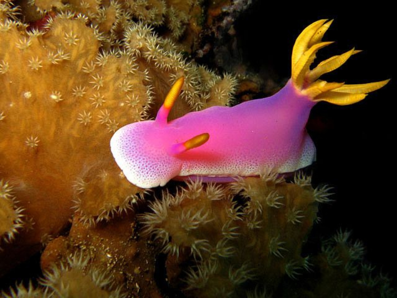 Nudibranch Nudibranch