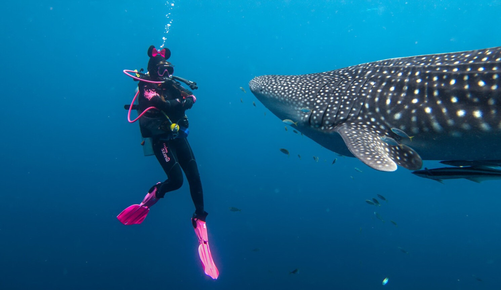 کوسه نهنگ یا whale shark کوسه نهنگ یا whale shark