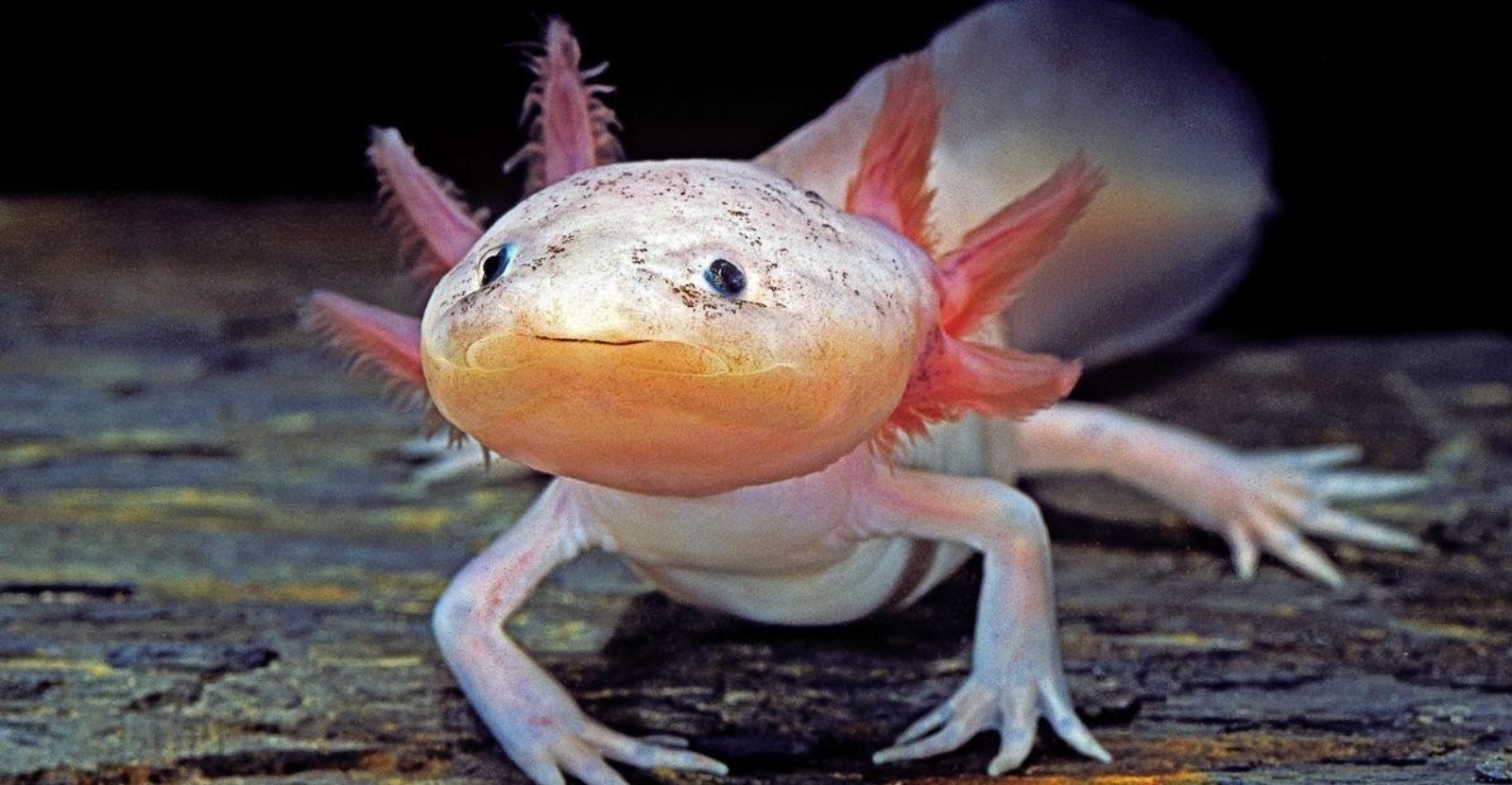 اکسولوتلها ماهیهای پادار (سمندر مکزیکی) اکسولوتلها ماهیهای پادار (سمندر مکزیکی)