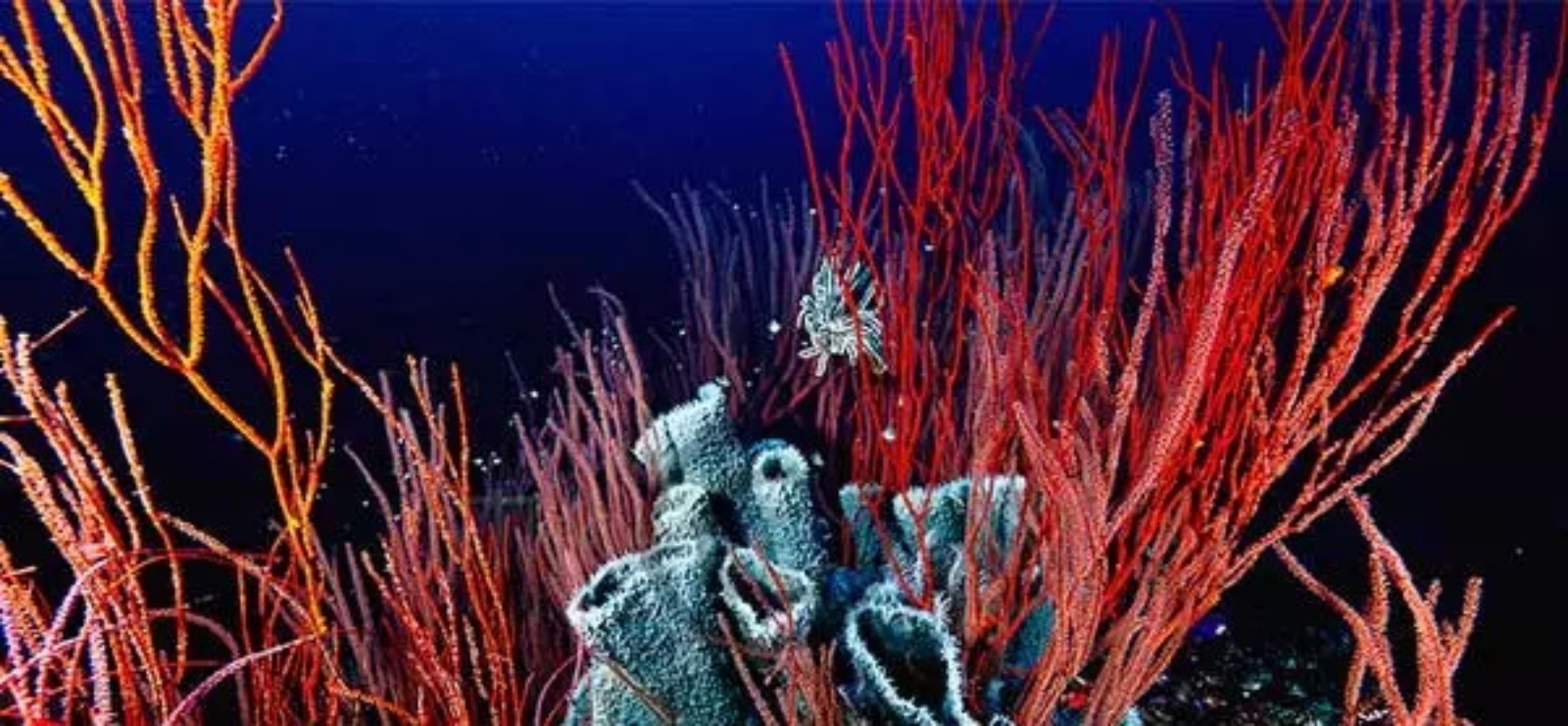 گیاهان جذاب و دیدنی که در اقیانوسها وجود دارد. گیاهان جذاب و دیدنی که در اقیانوسها وجود دارد.