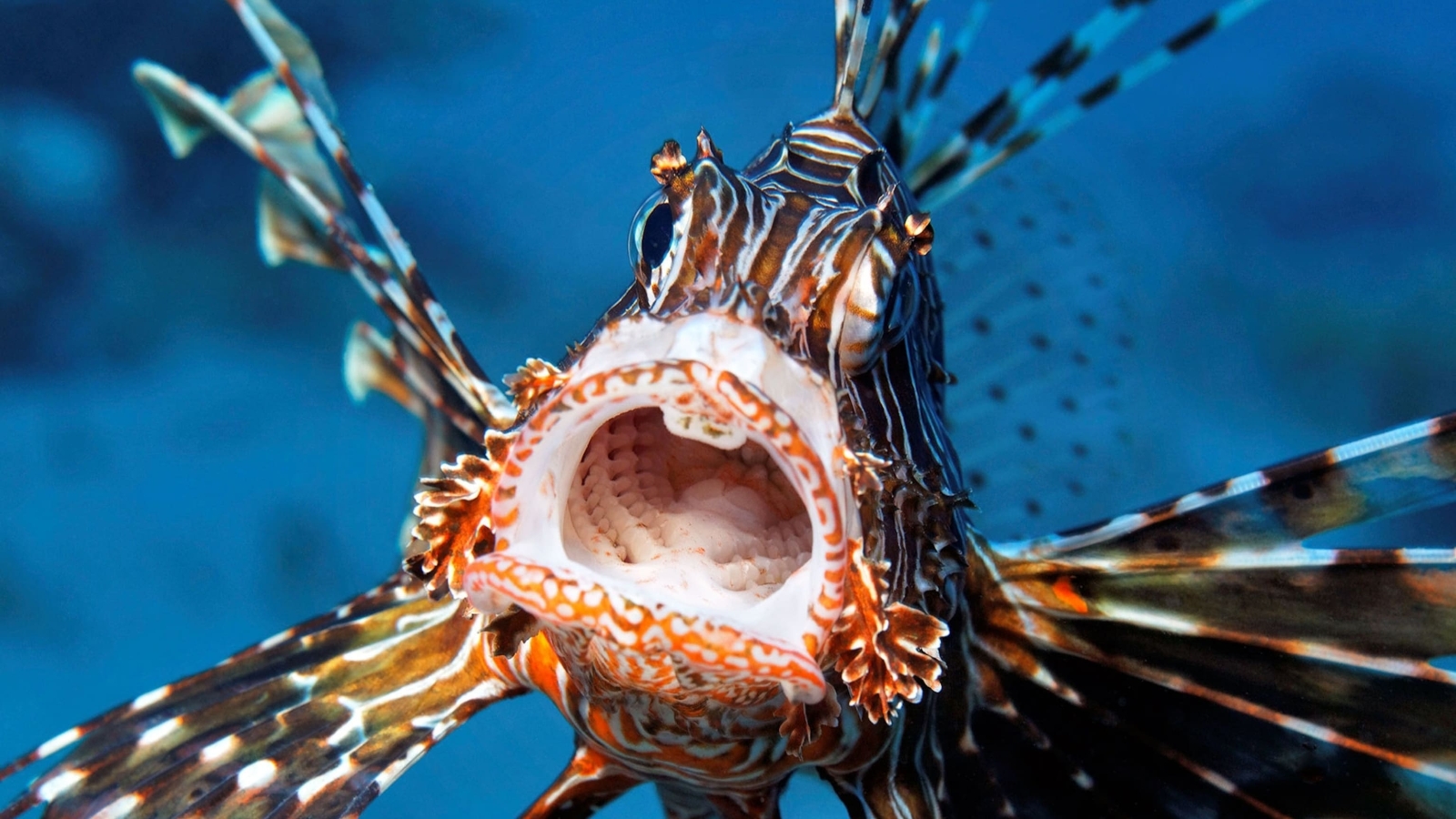 خروس ماهی خروس ماهی