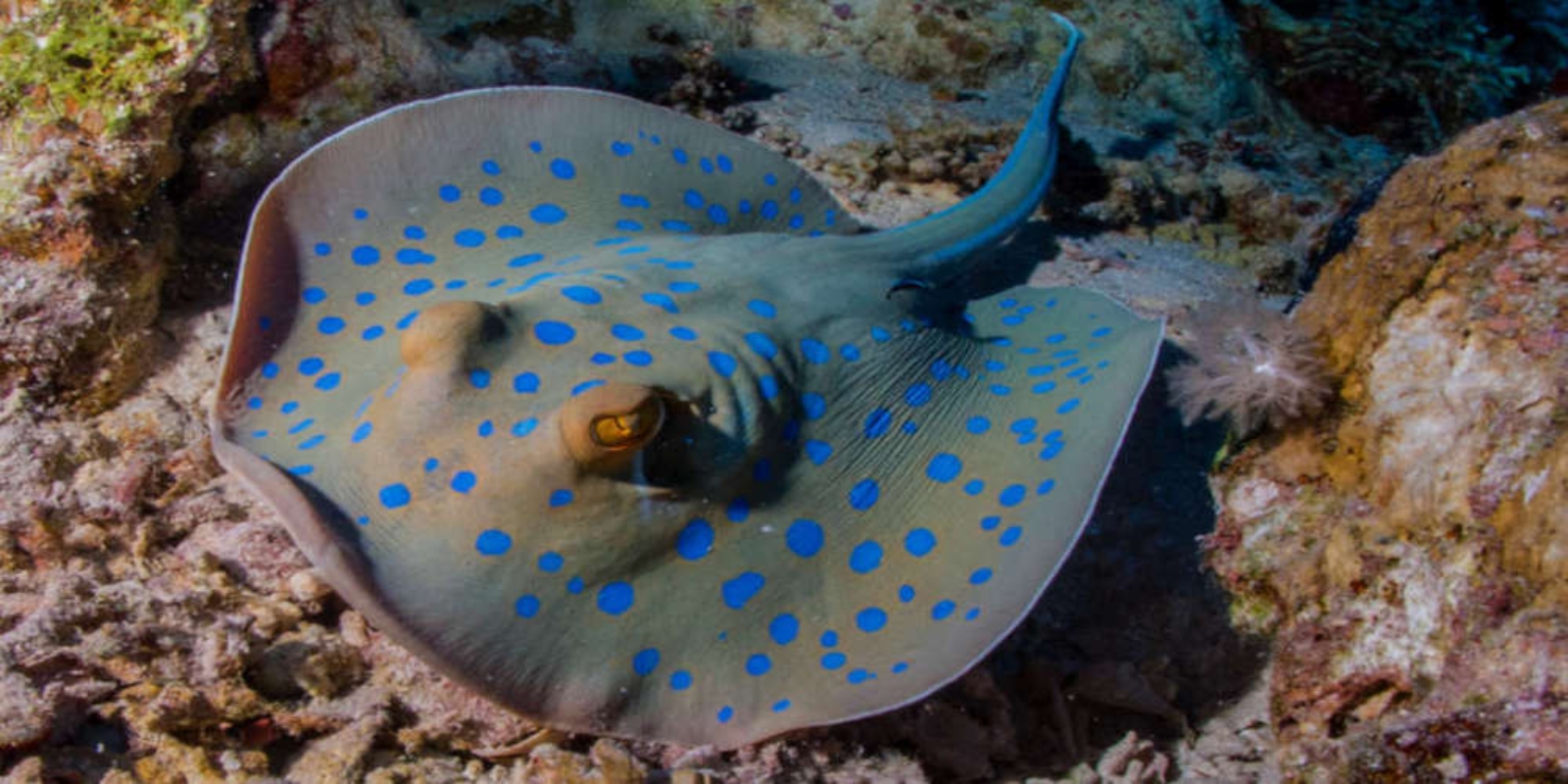 سفرهماهی سفرهماهی