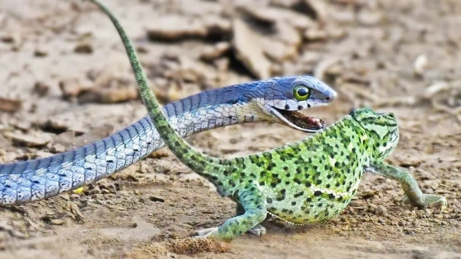آفتاب پرست یا ایگوانا این حیوان شگفت انگیز. آفتاب پرست یا ایگوانا این حیوان شگفت انگیز.