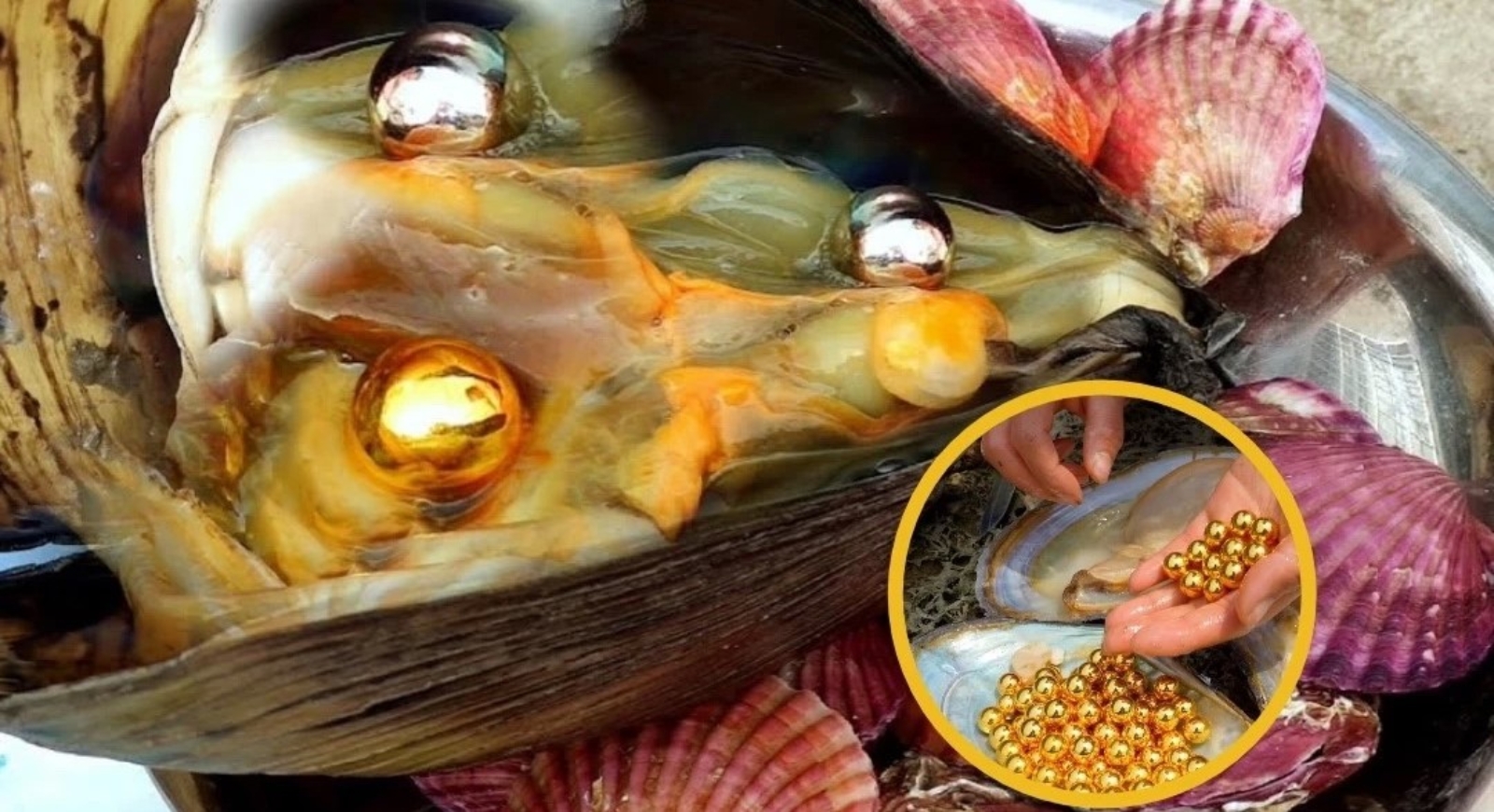 صید صدف و مروارید صید صدف و مروارید