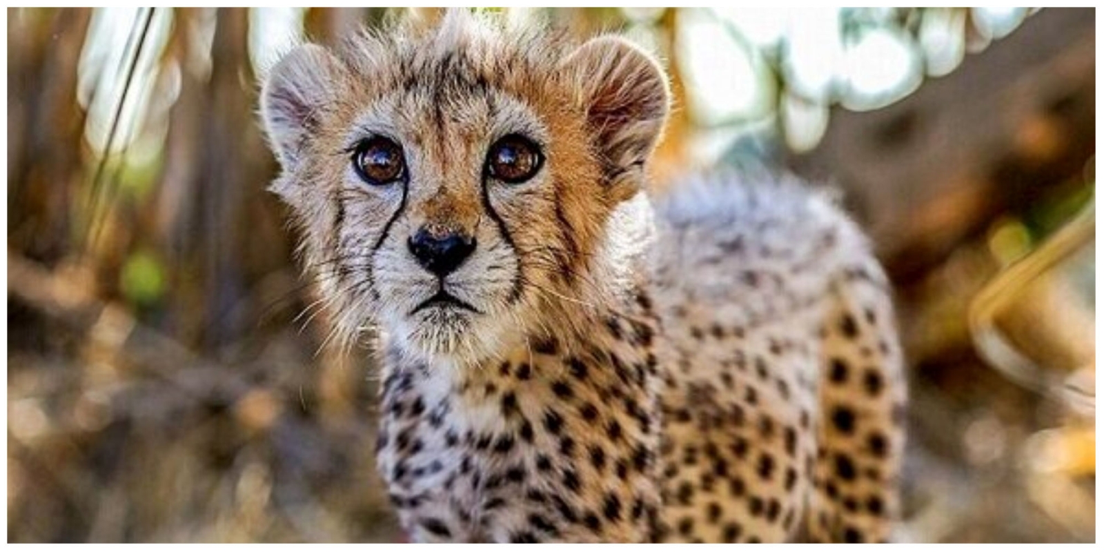 یوز ایرانی یوز ایرانی