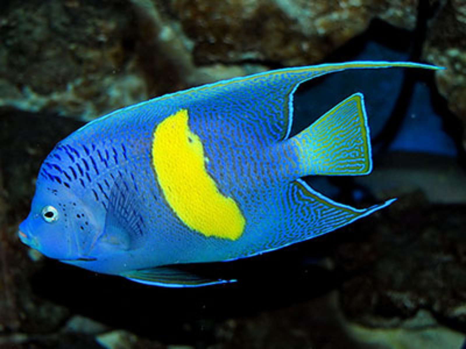 فرشته ماهی فرشته ماهی