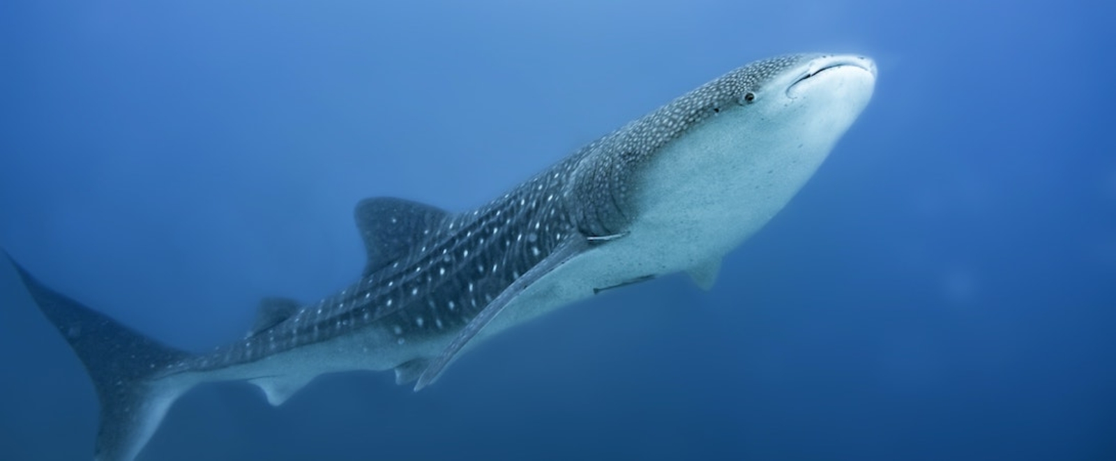 نهنگابریشم نهنگابریشم