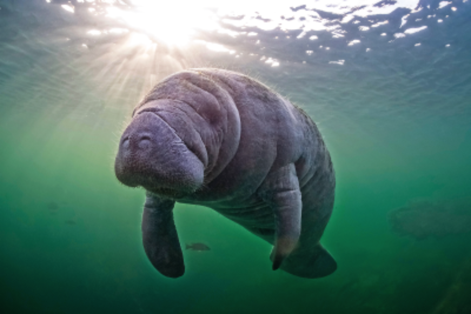 گاو دریایی گاو دریایی