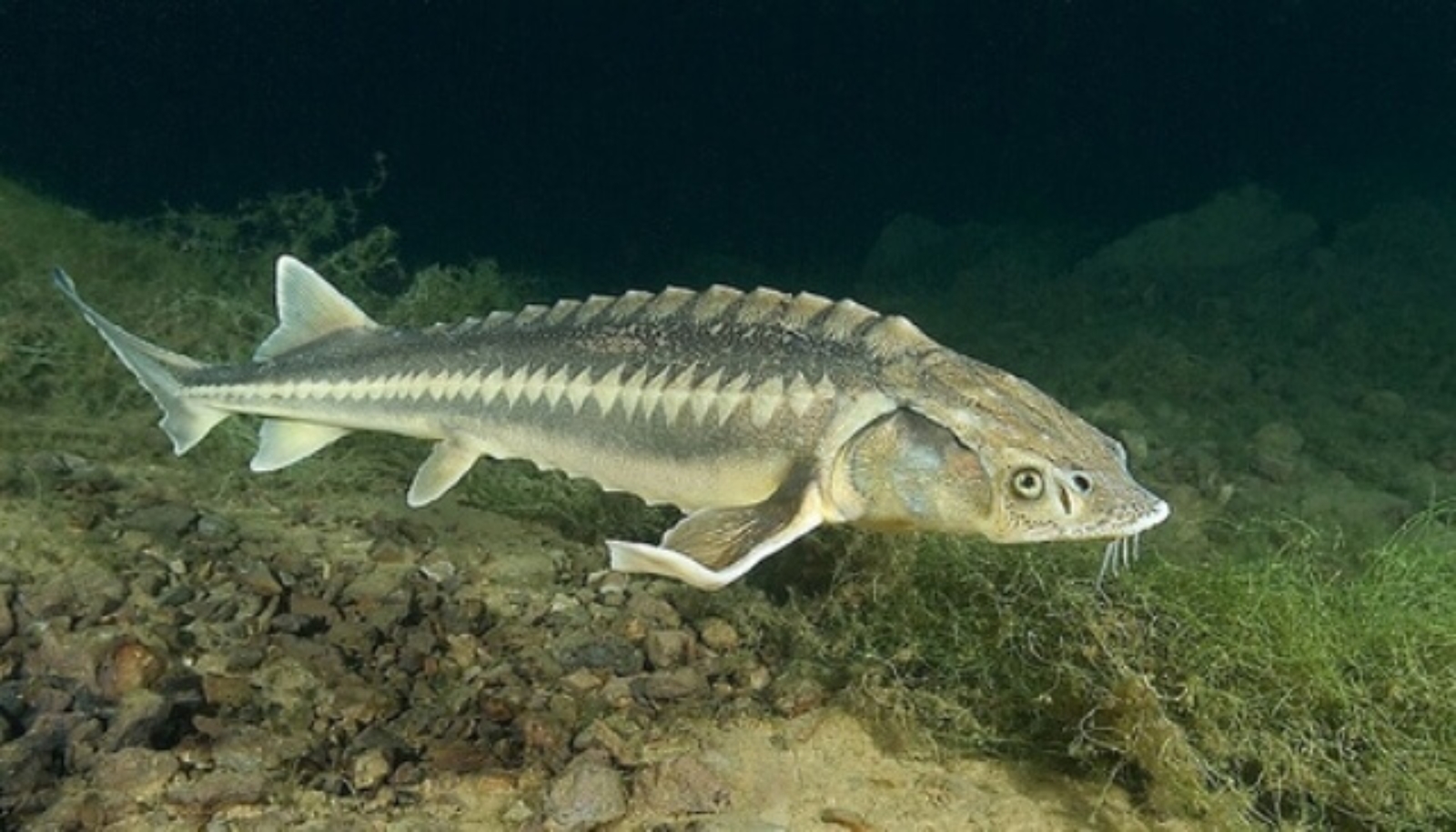 ماهیخاویار ماهیخاویار