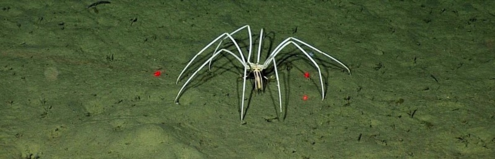 عنکبوت دریایی عنکبوت دریایی